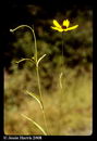 Coastal Plain Coreopsis